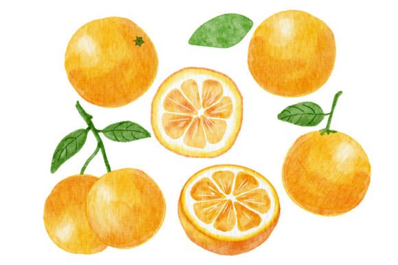 Watercolor Oranges